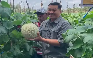Tingkatkan Mutu Hortikultura, Petani Kotawaringin Timur Didorong Adopsi Teknologi Budidaya Melon